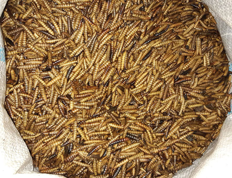 Black soldier fly larvae